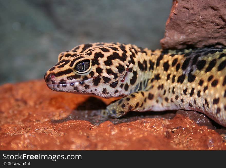 Eublepharis macularius, sunbathing on a hot, wet, red stone.