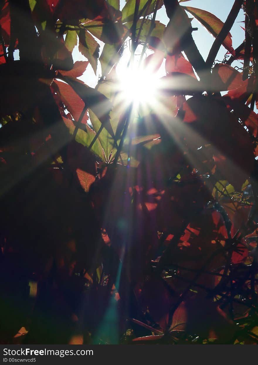 Sun is shining through a ivy