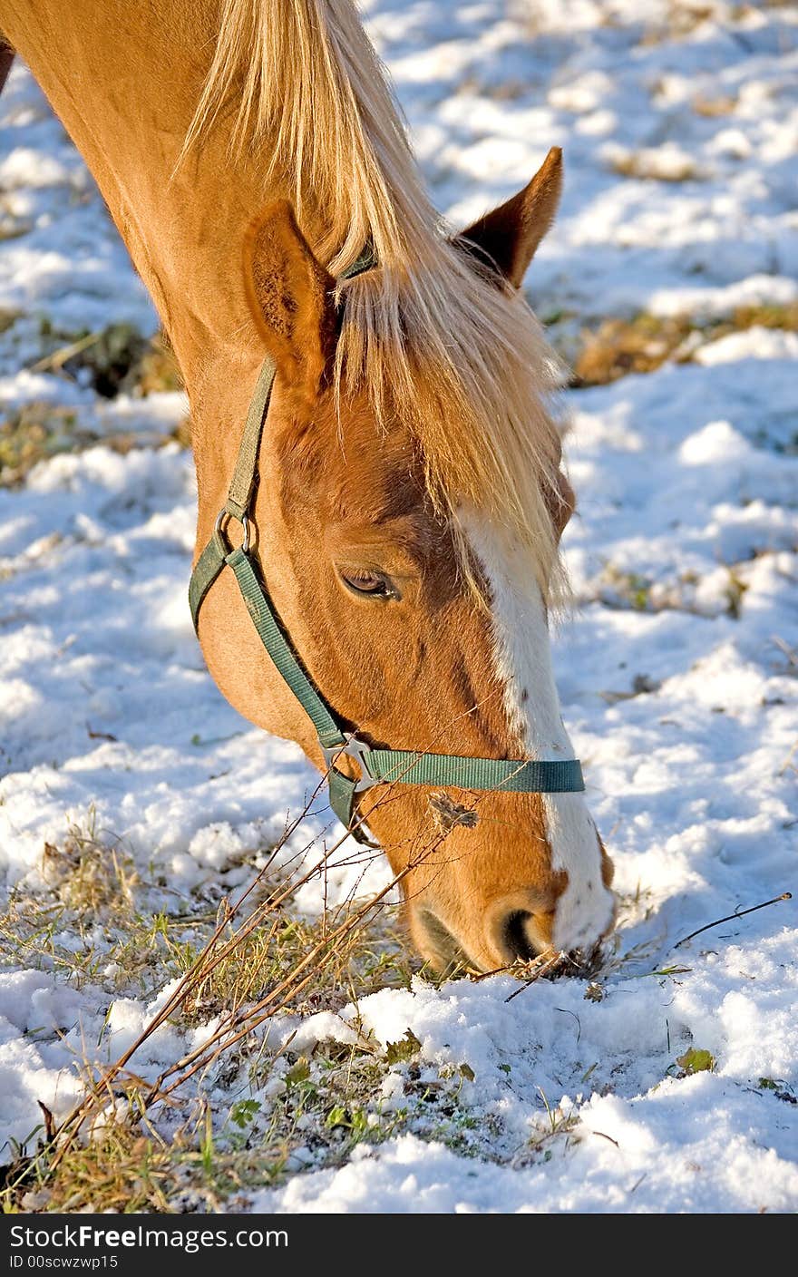 Portrait of nice bay horse. Portrait of nice bay horse