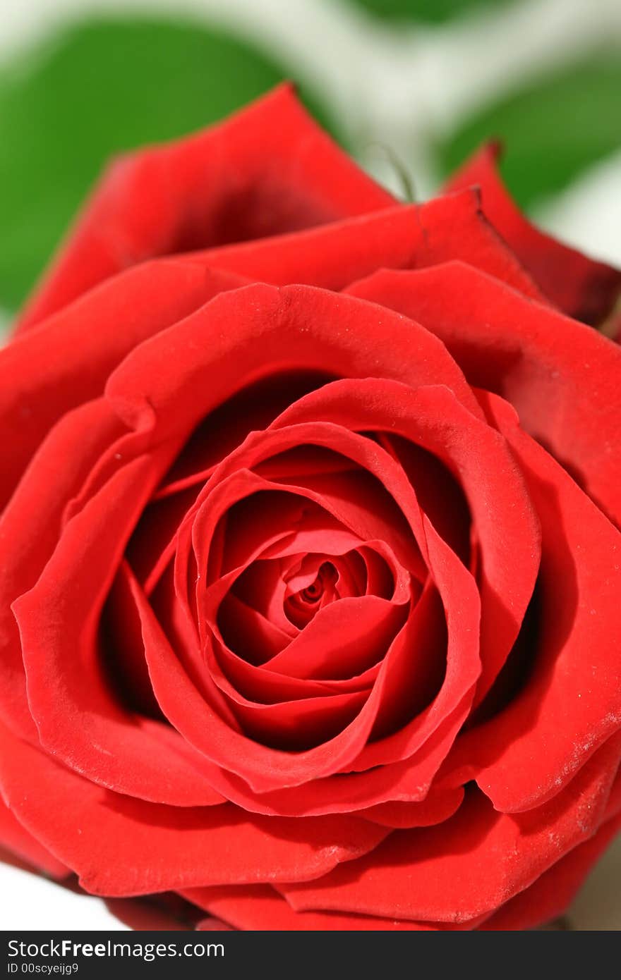 A Red rose on a white background