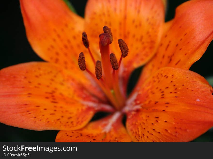 Beautiful and colorful lily at its best with a smooth black background. Beautiful and colorful lily at its best with a smooth black background