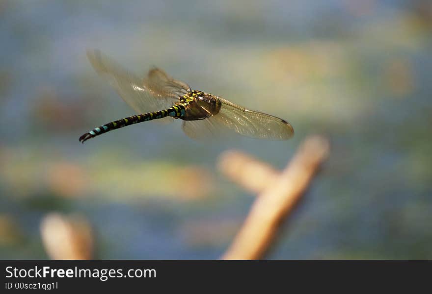 Coloured dragonfly flying above a pond