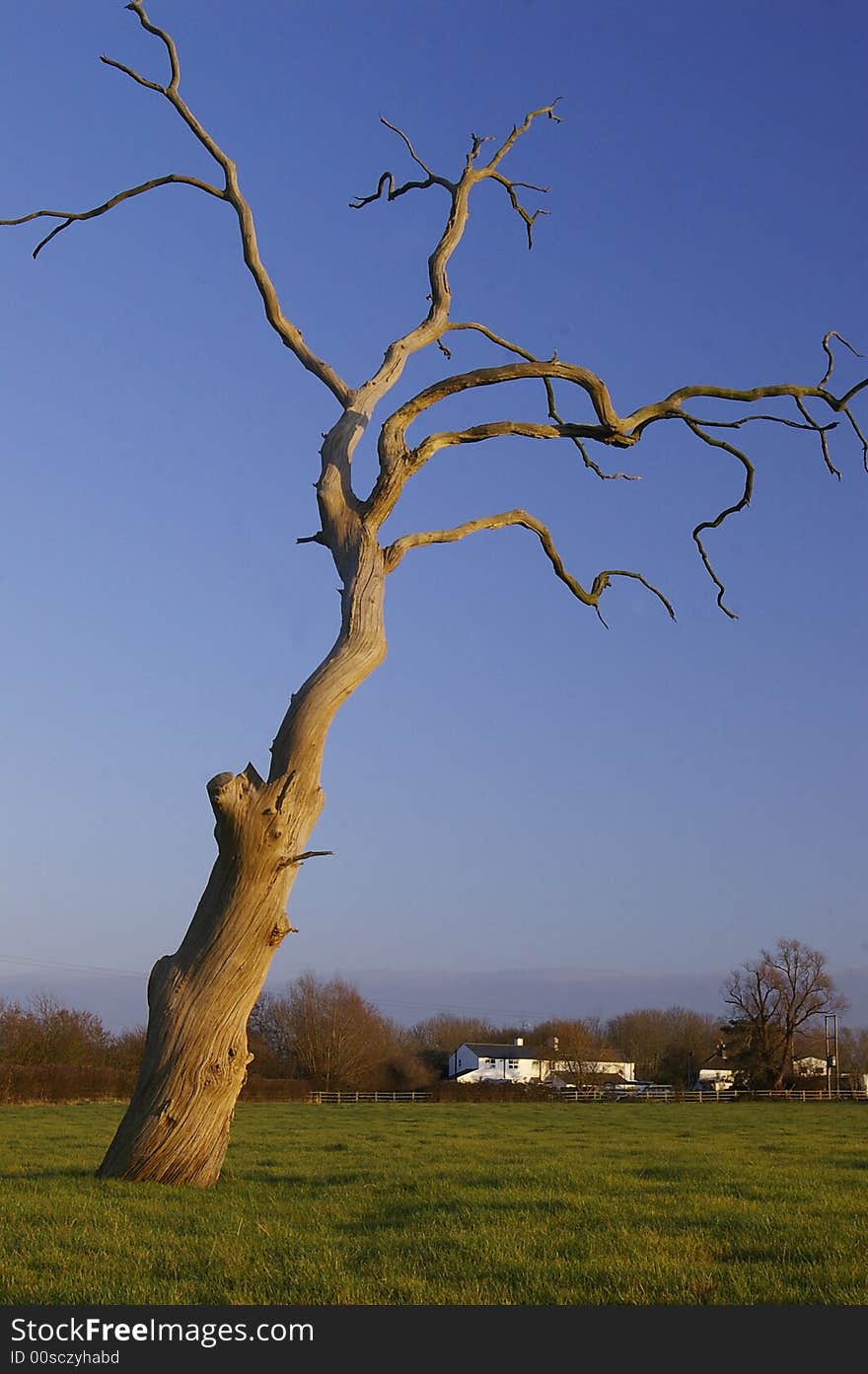 Dead tree