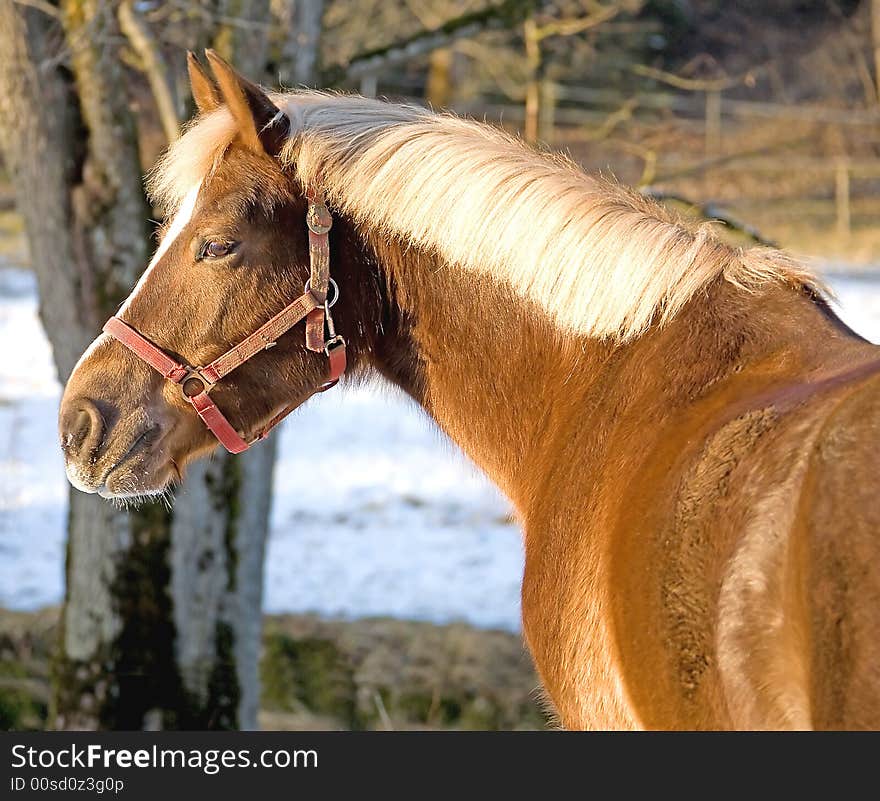 Profile of nice bay horse. Profile of nice bay horse