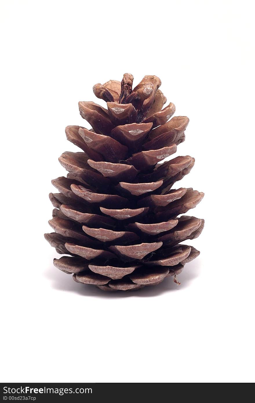 Cone