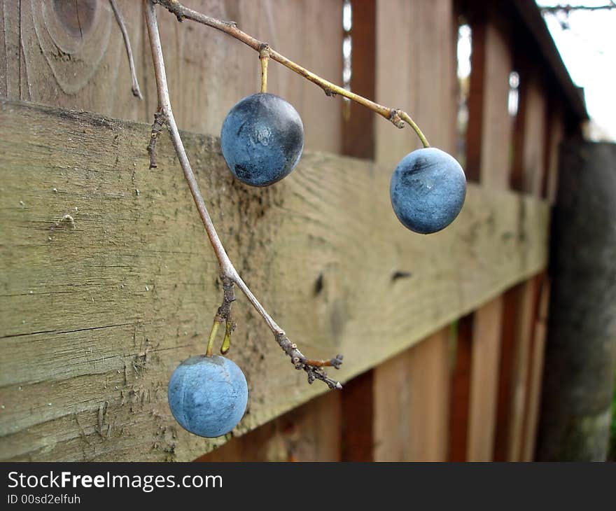 Plum berry at a wooden fence