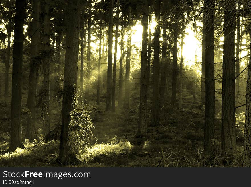 Forest scene in monotone