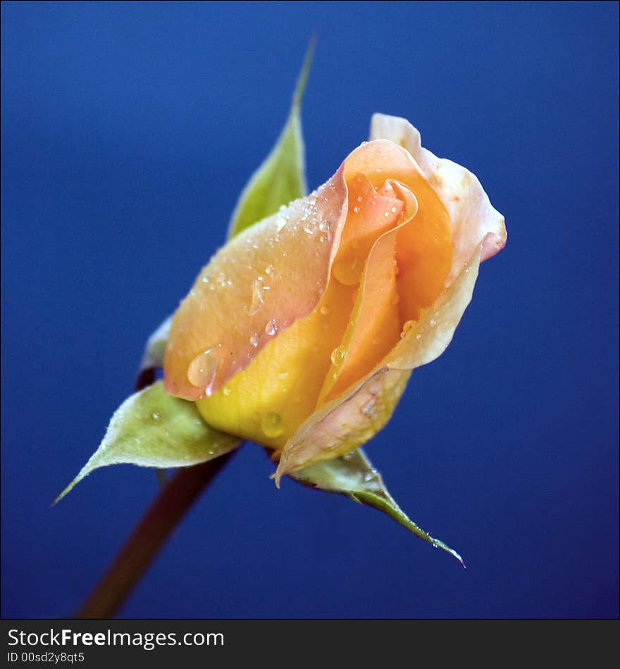 Pink and yellow rose bud with water droplets on a blue background.