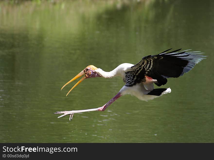 Stork bird in flight executing lake landing