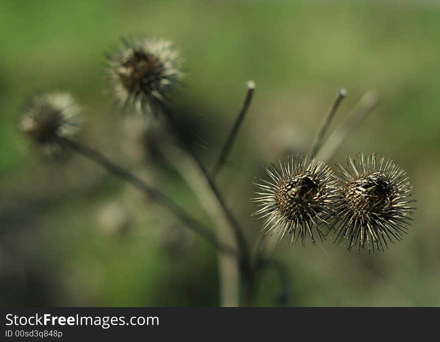 Macro shot of thistle with main object and small depth of field