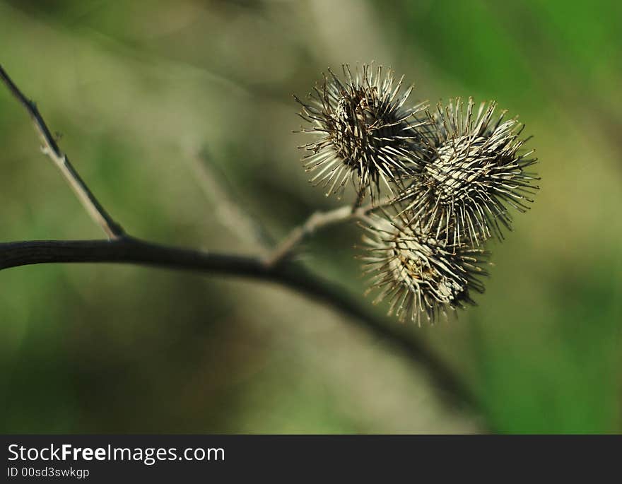 Macro shot of thistle with main object and small depth of field