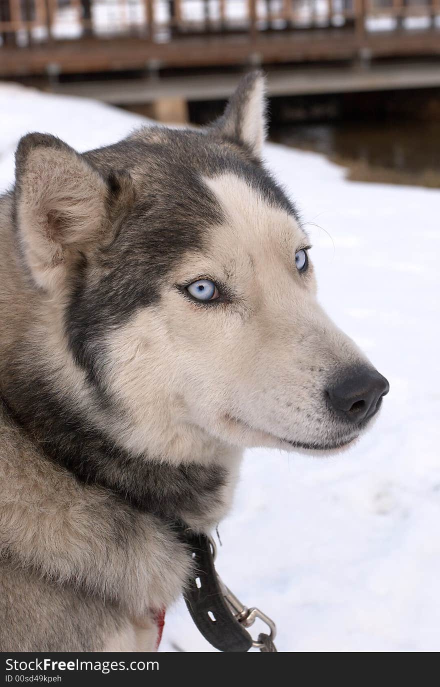 Portrait of a dog huskie on a background of the bridge. Portrait of a dog huskie on a background of the bridge