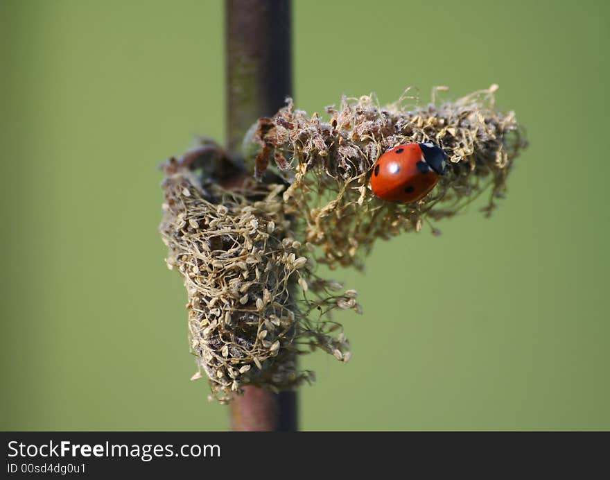 Macro shot of ladybug on the plant similar to pussy willow