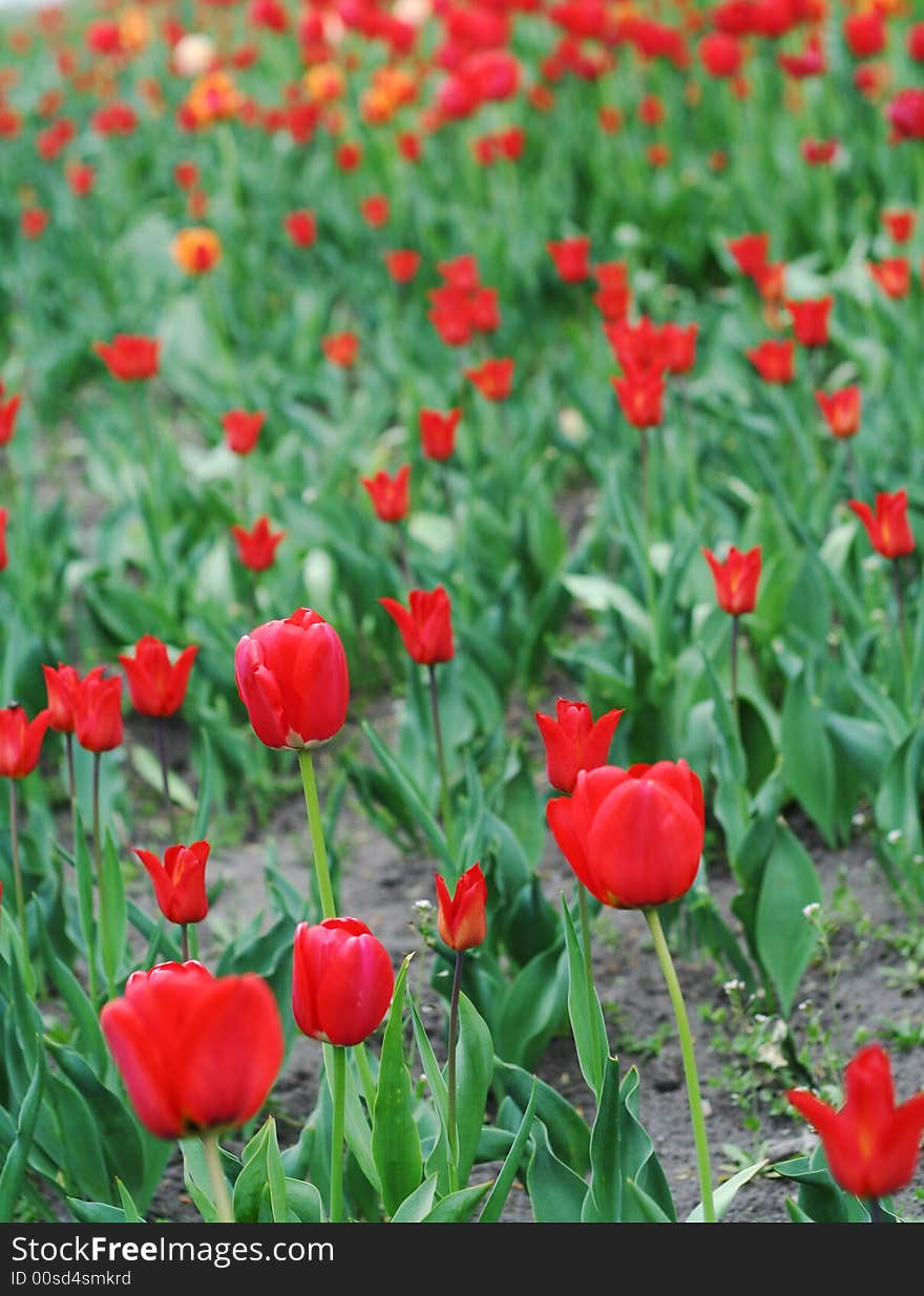 Field of vivid red tulips