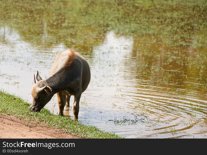 Buffalo eating grass on rice paddy. Buffalo eating grass on rice paddy