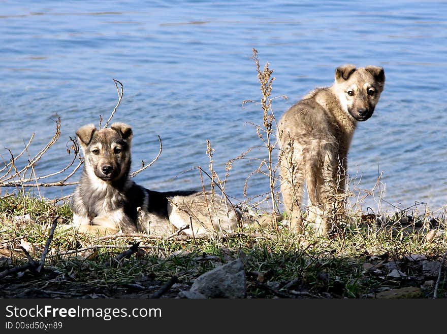 Dogs on the bank of the river