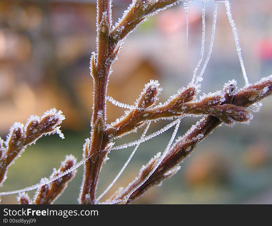 Frozen nature laves in winter time