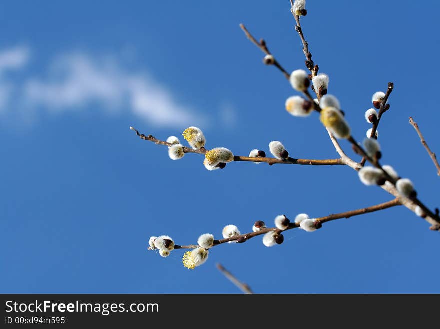 Salix caprea