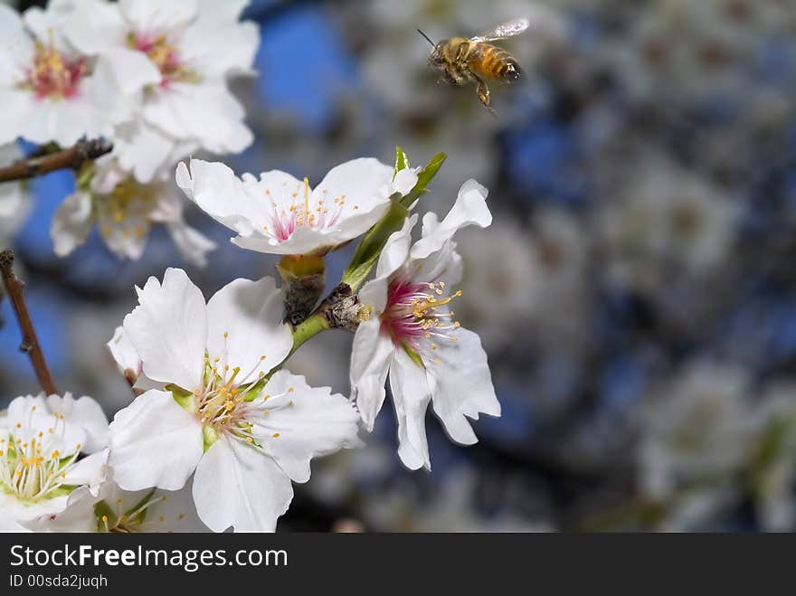 Flying bee