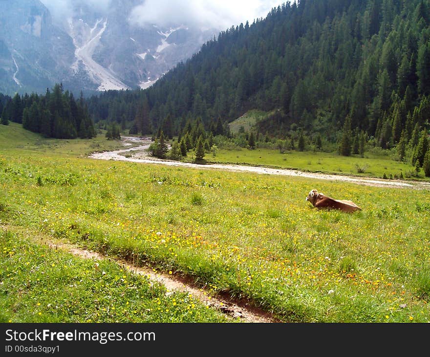 Meadows uncontaminated at the foot of Pale of San Martino. Meadows uncontaminated at the foot of Pale of San Martino