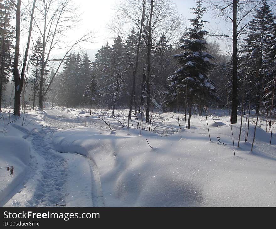 Snow forest in notheastern china