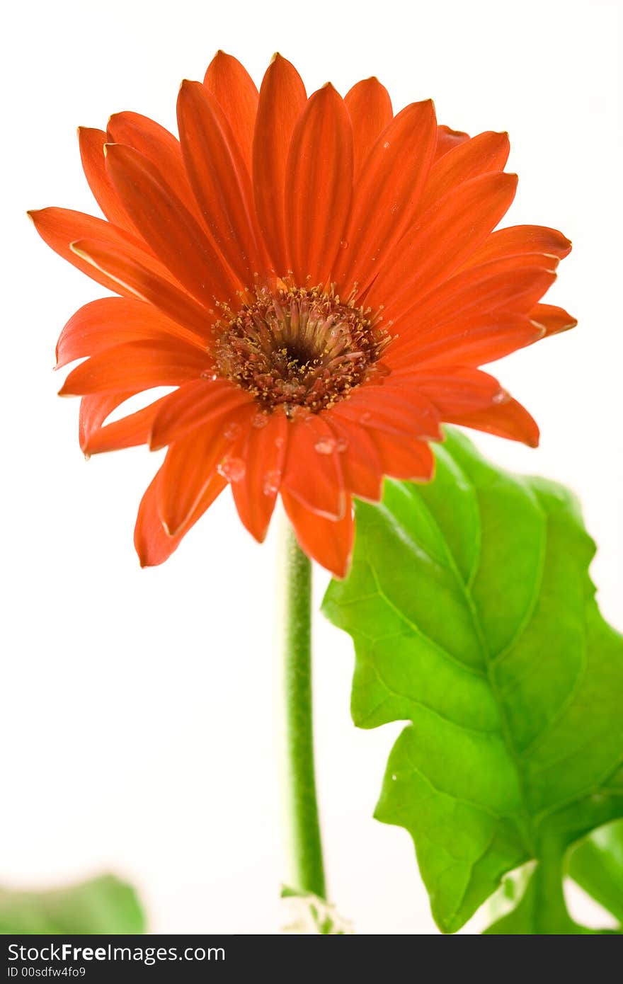 Red gerbera flower and leafs closeup shot. Red gerbera flower and leafs closeup shot.