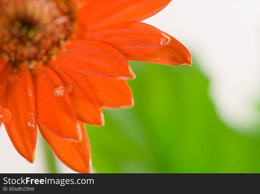 Red gerbera flower macro shot. Red gerbera flower macro shot.