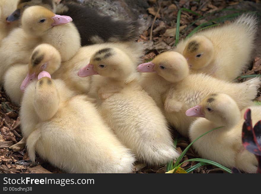 Ducklings