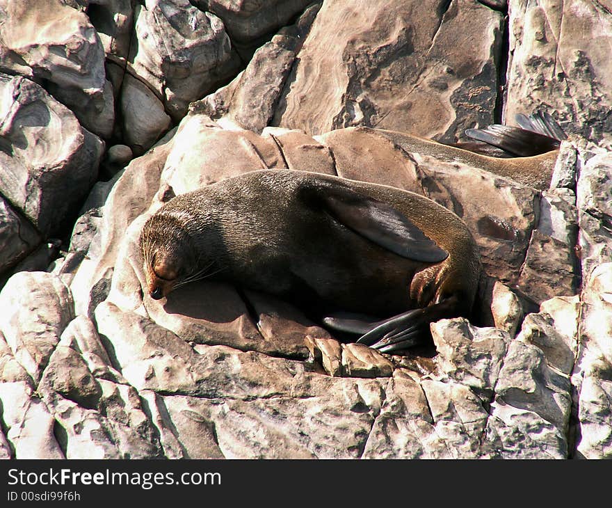 Resting NZ Fur Seal