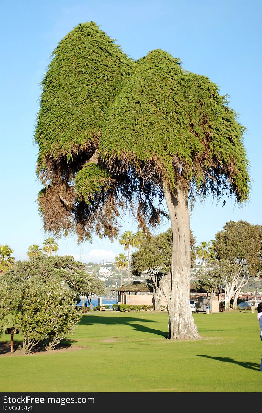 Tree in nature