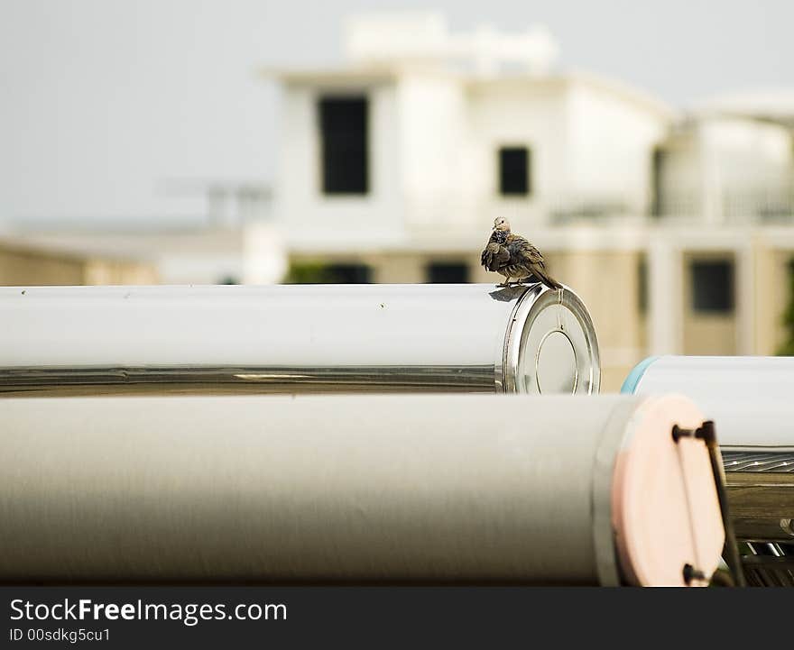 It is sitting pretty on solar-powered water heater. It is sitting pretty on solar-powered water heater