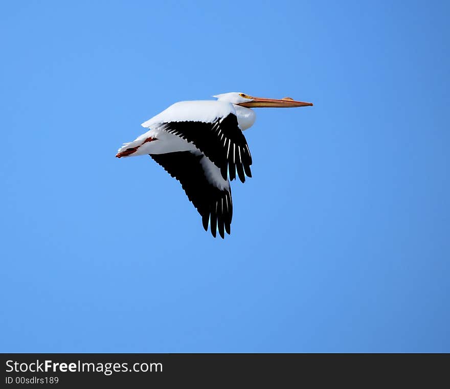 A Pelican Flying