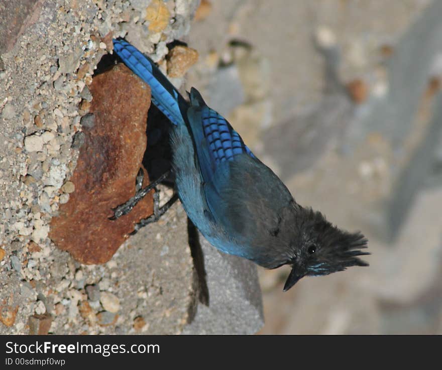 Blujay perched on rock at Crater Lake National Park Oregon