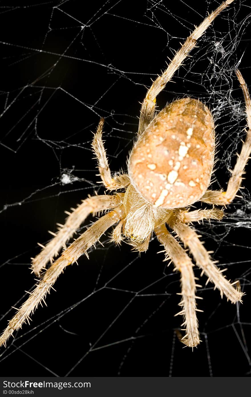 Closeup of an orb weaver spider found near Seattle Washington