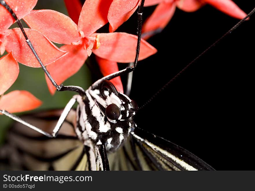 Closeup of white butterfly on red flower