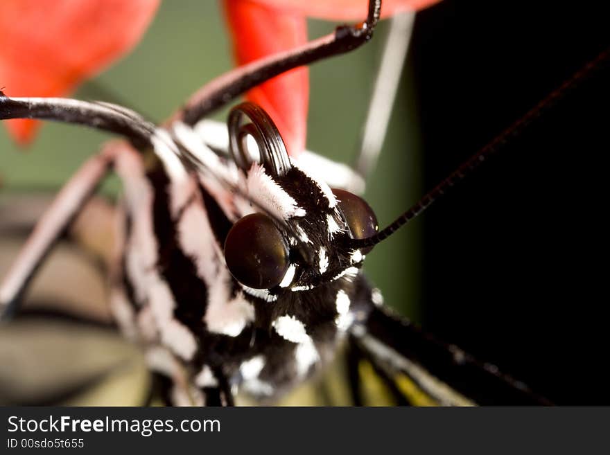 Extreme closeup of a black and white butterfly perched on a red flower. Extreme closeup of a black and white butterfly perched on a red flower