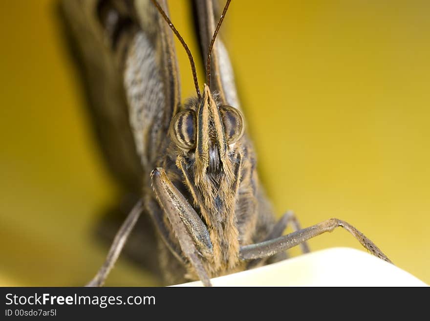 Closeup of the face of a butterfly. Closeup of the face of a butterfly