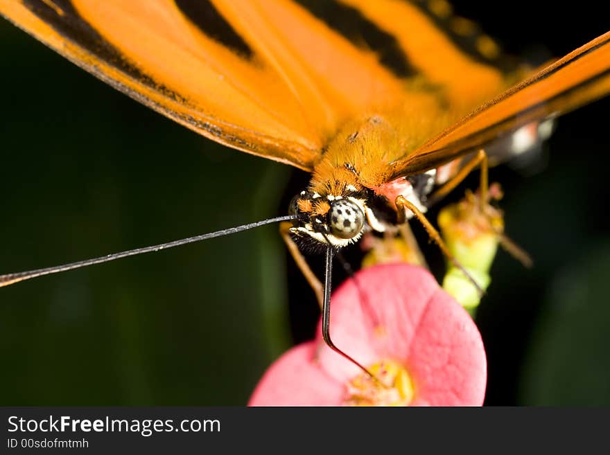 Butterfly taking nectar from a flower