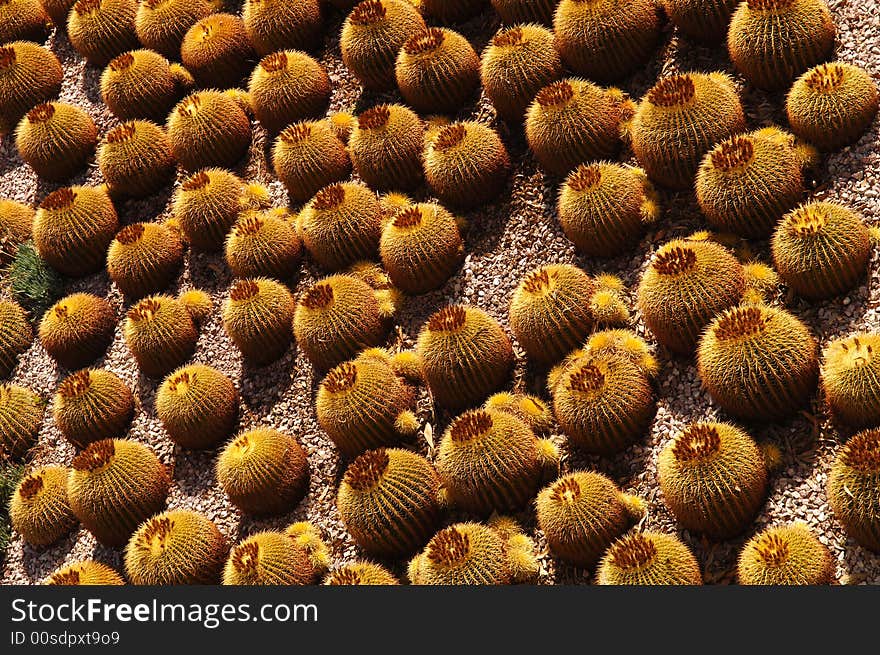 Beautiful Image of a Large row of Cactus. Beautiful Image of a Large row of Cactus