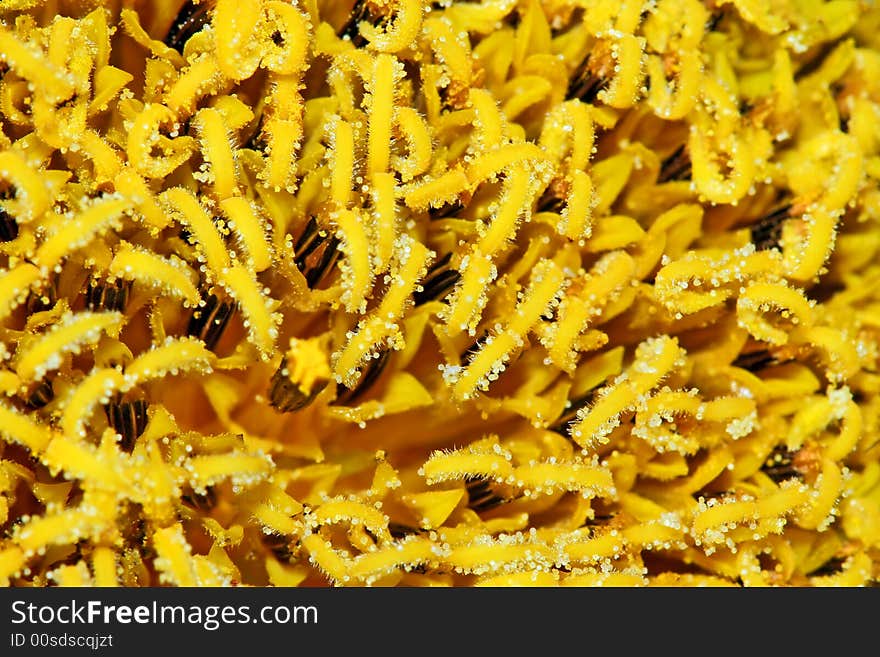 Sunflower Pollen