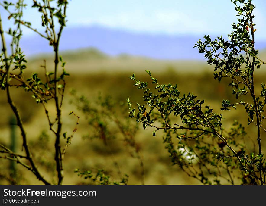 A desert landscape a hiker's distance from the road. A desert landscape a hiker's distance from the road.