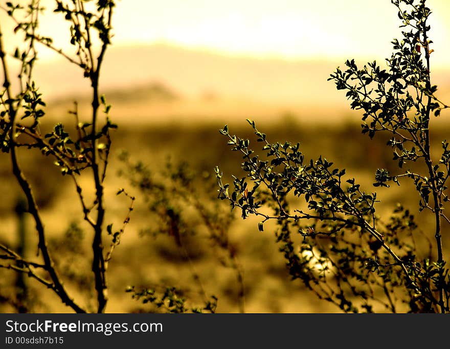 Desert Landscape (sepia)