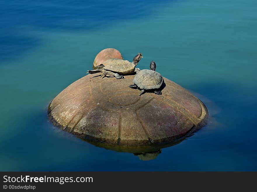 Turtles sitting on the big turtle rock in Golden Gate Park