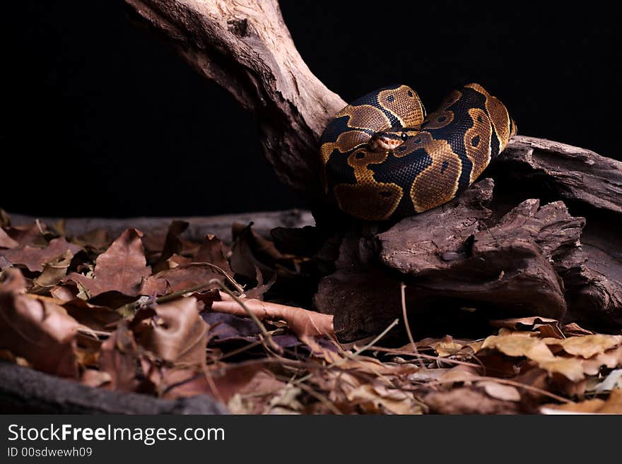 A baby Anacondas is resting. A baby Anacondas is resting