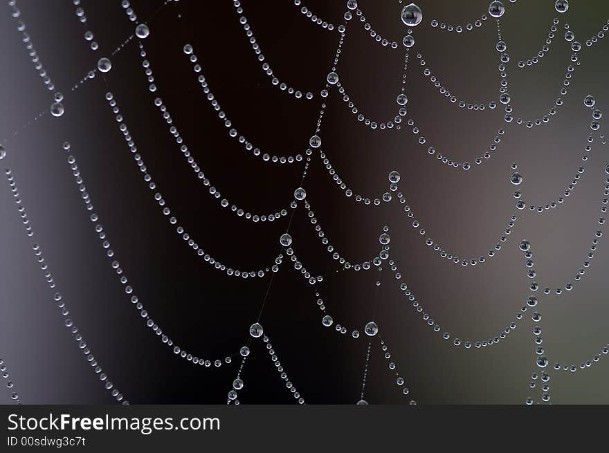 Shiny dew drops on the spider web. Focus is on the center and the right side of the picture. Shiny dew drops on the spider web. Focus is on the center and the right side of the picture.