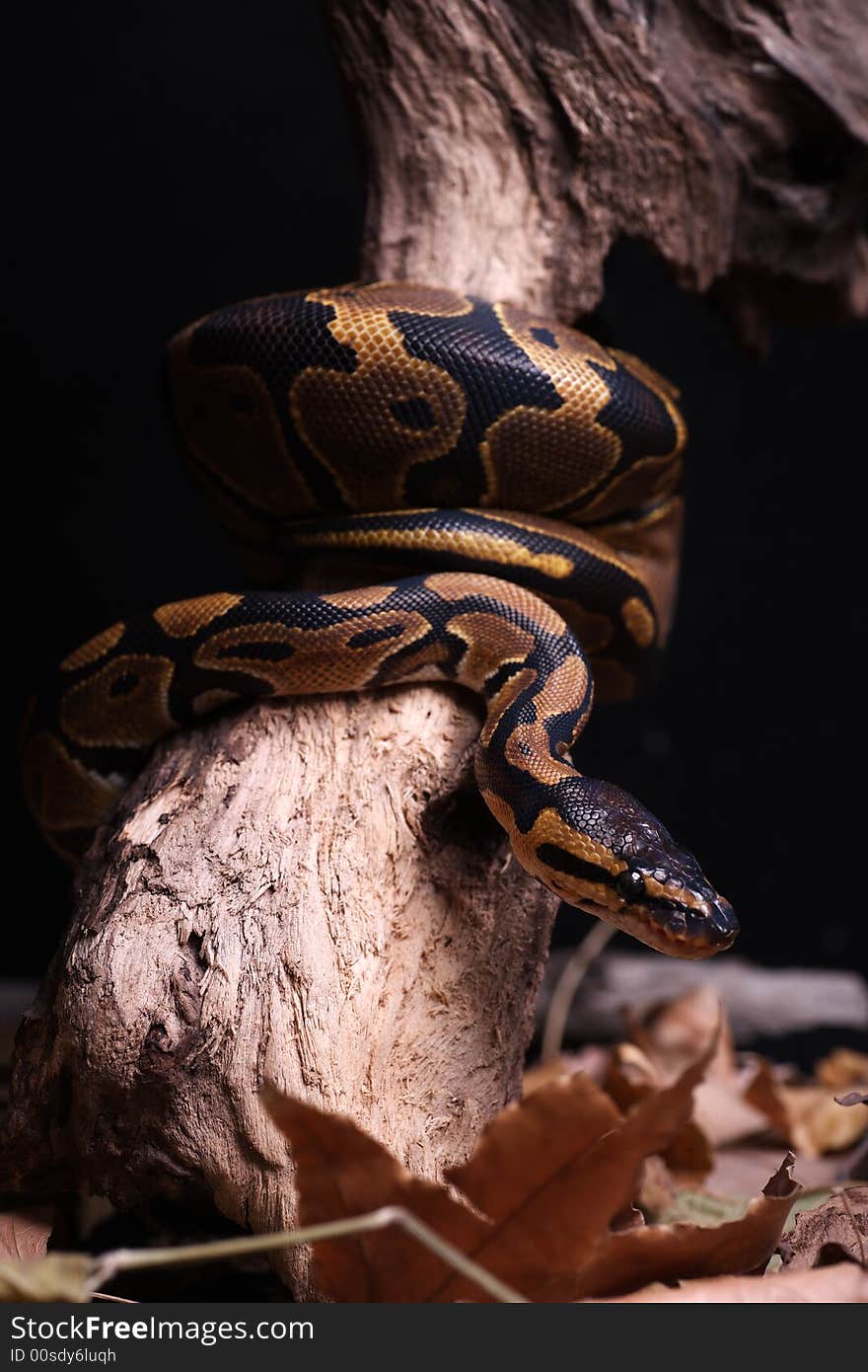 A baby anacondas is feeding. A baby anacondas is feeding