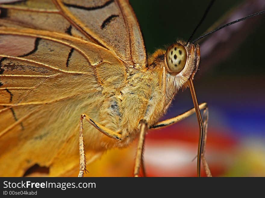 Butterfly head and eyes in the parks