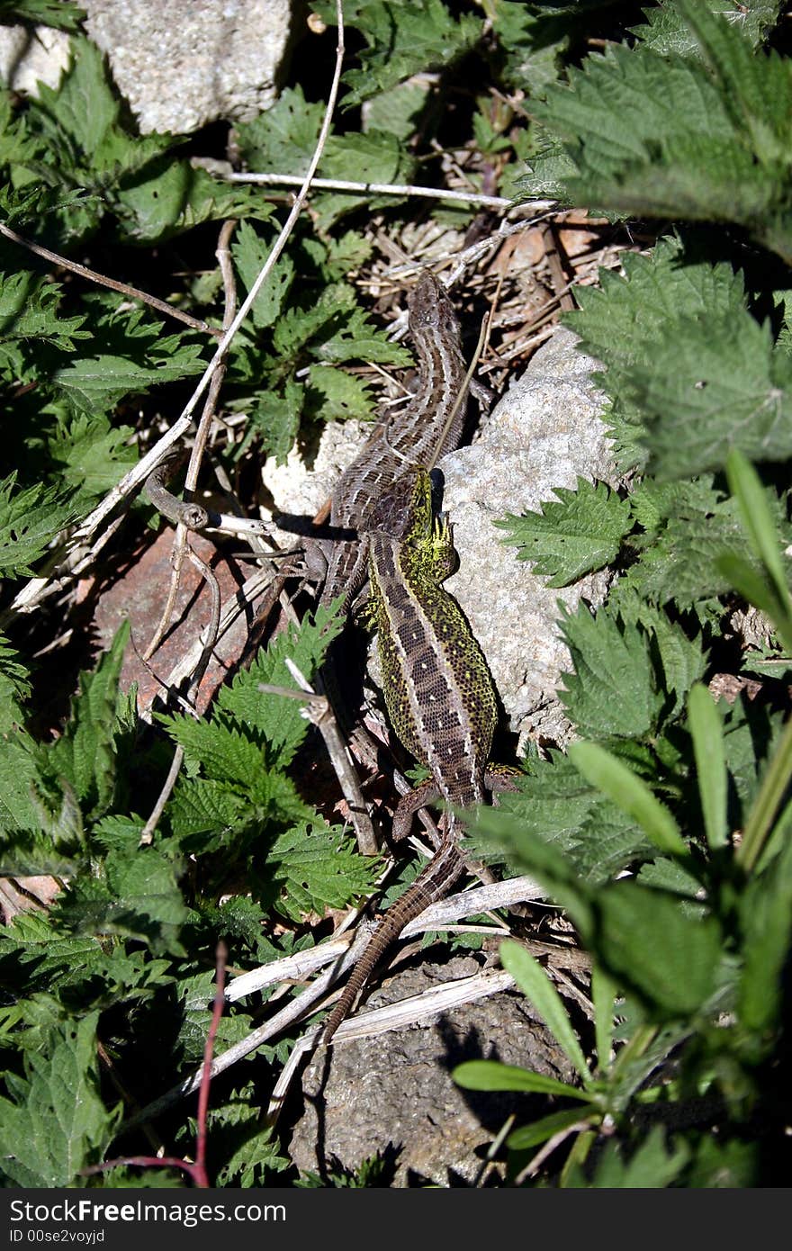 Lizard On Rock