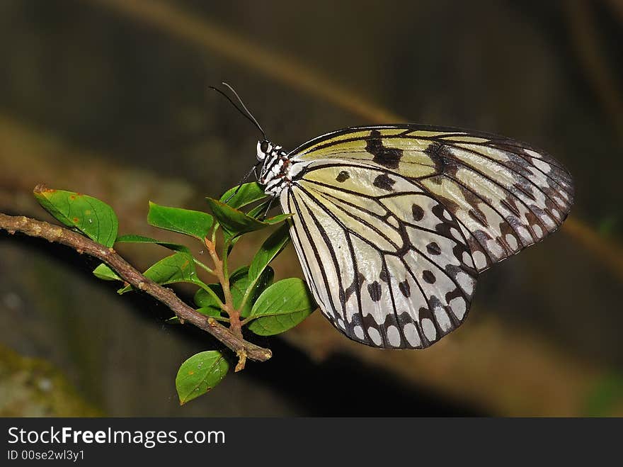 Mangrove tree nymph butterfly in the garden