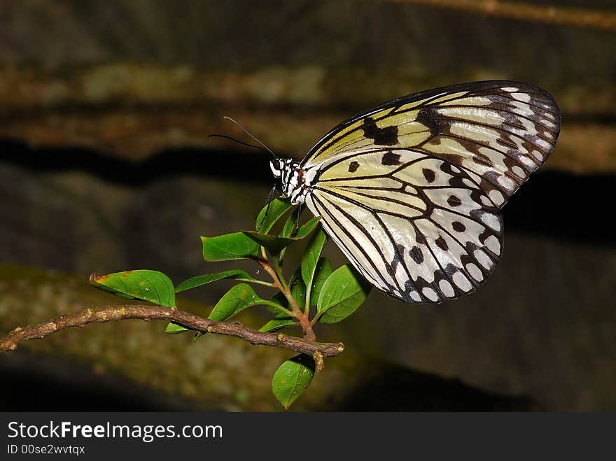 Mangrove Tree Nymph Butterfly In The Garden